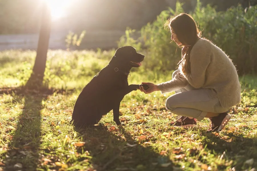 Los 10 errores más comunes al educar a un cachorro y cómo evitarlos