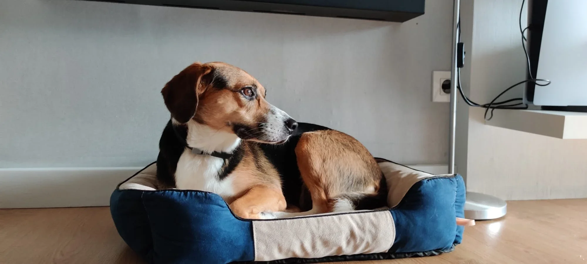 Socialización segura: cómo evitar que los miedos de tu perro empeoren