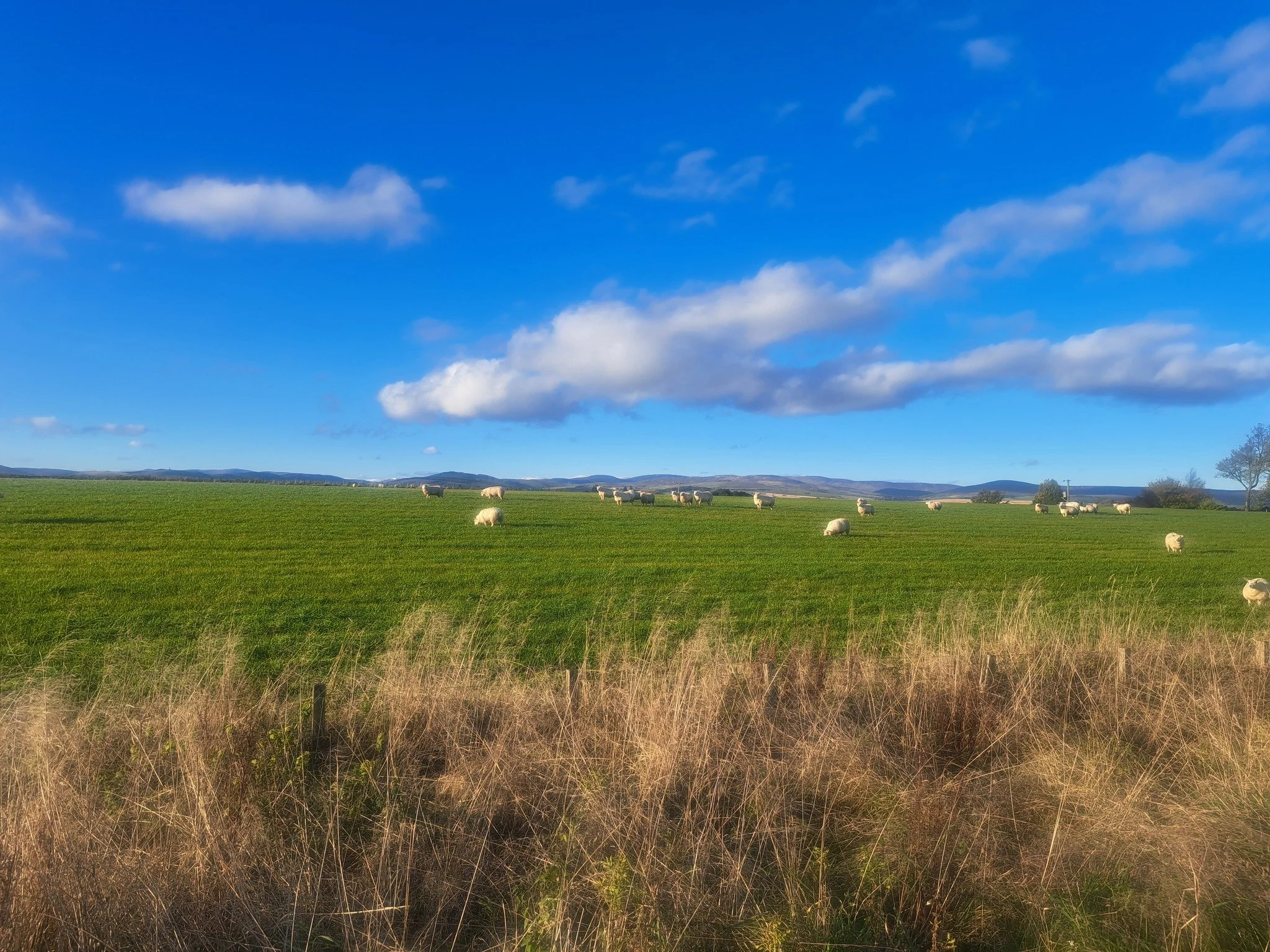 WE NEED YOUR HELP NOW, PLEASE!