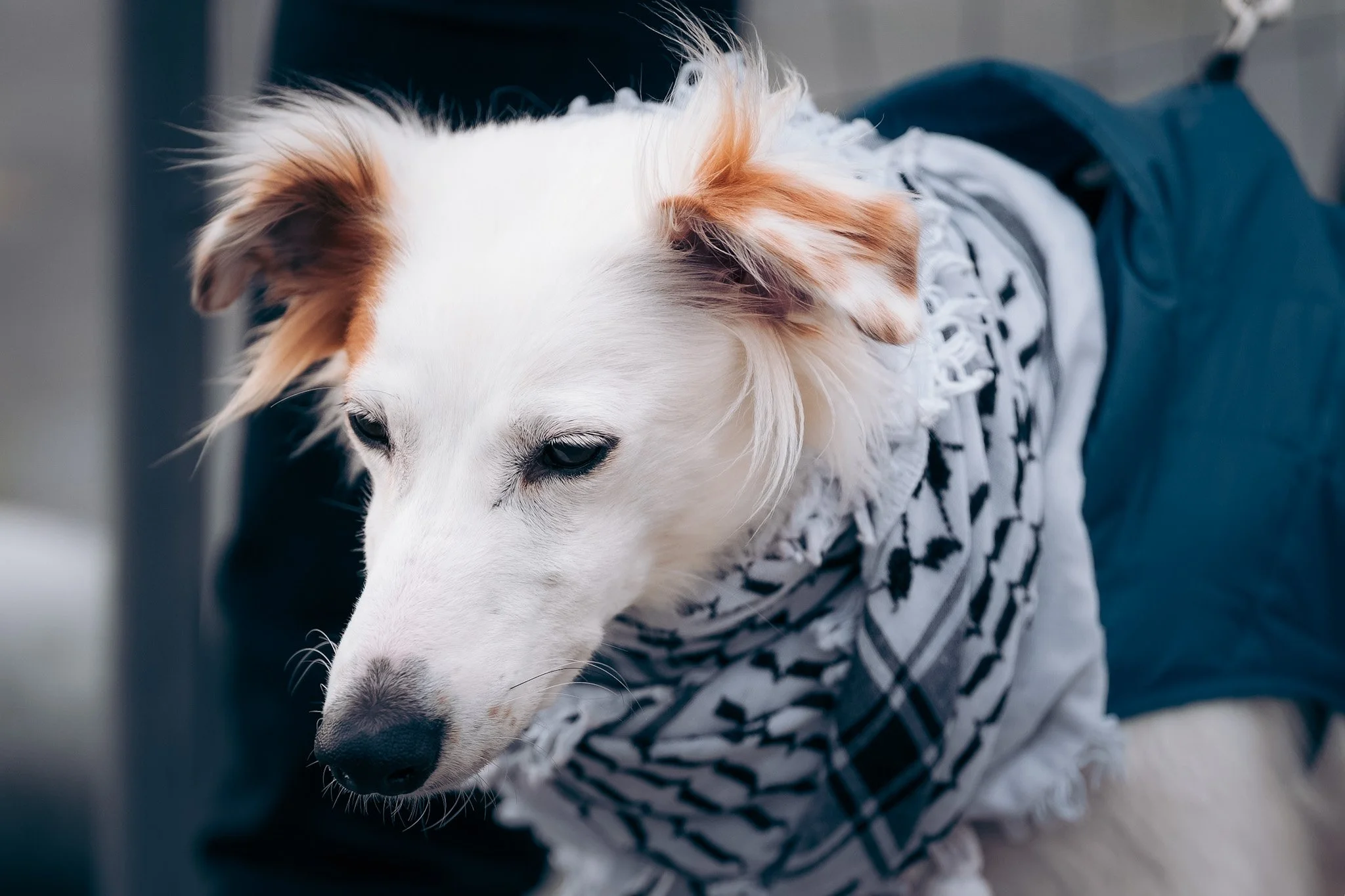 Dog_pet photography.JPG