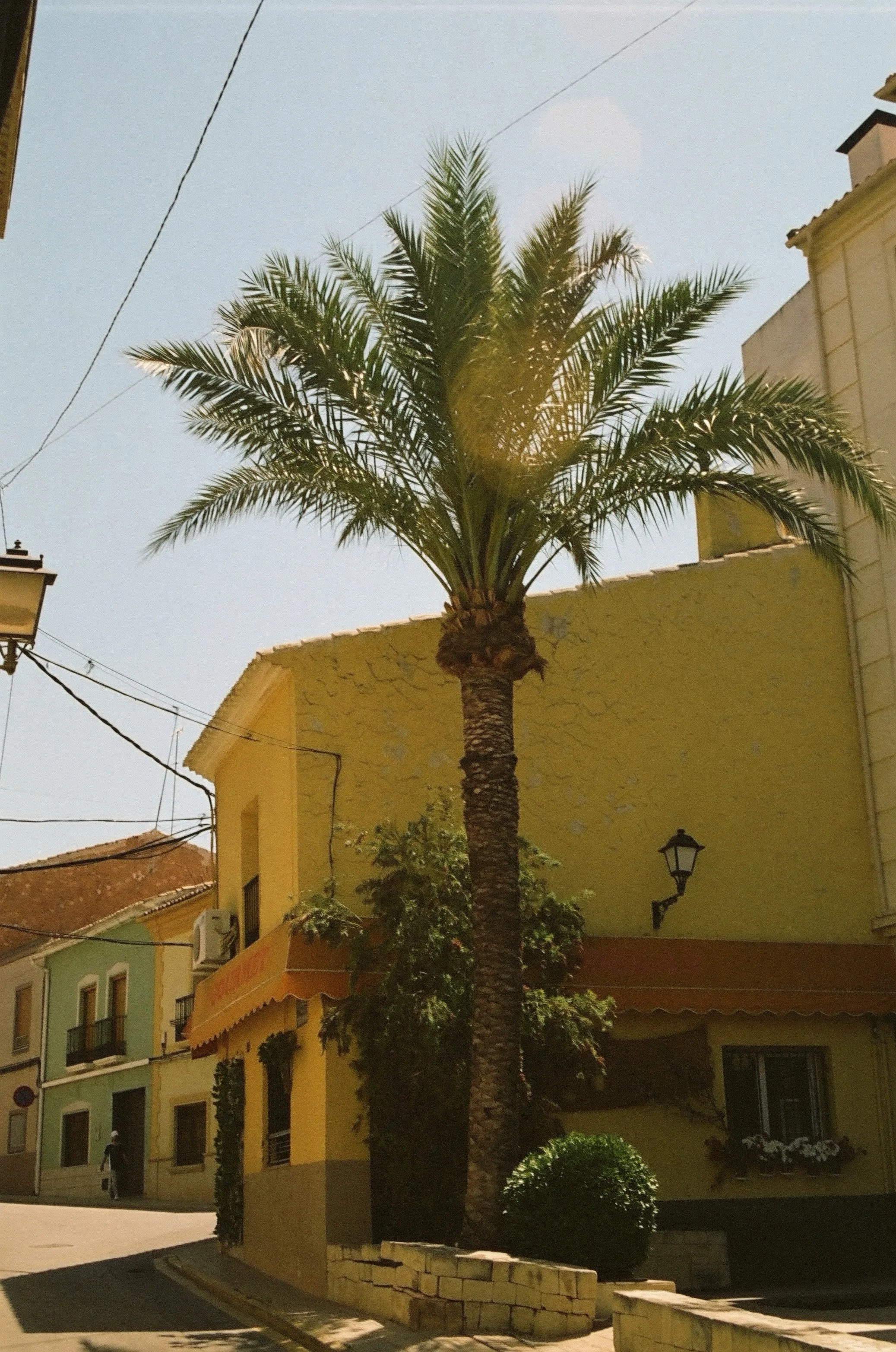 España | Pinoso | Analogue