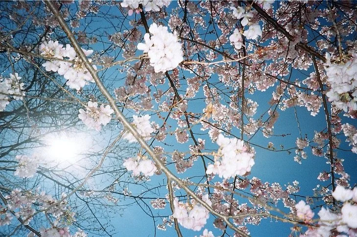 old film roll from sakura season // NYC