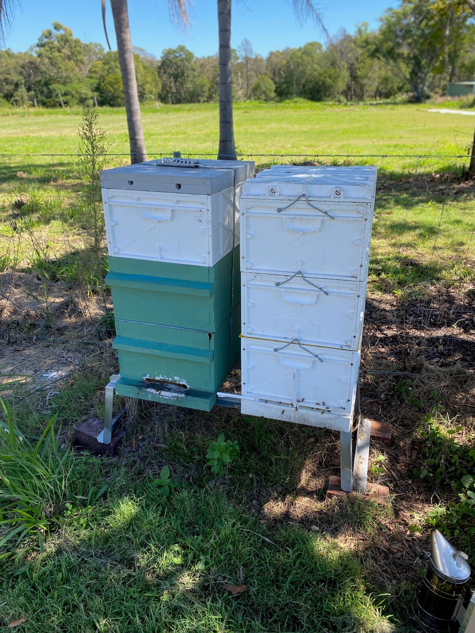 Bees5.jpg