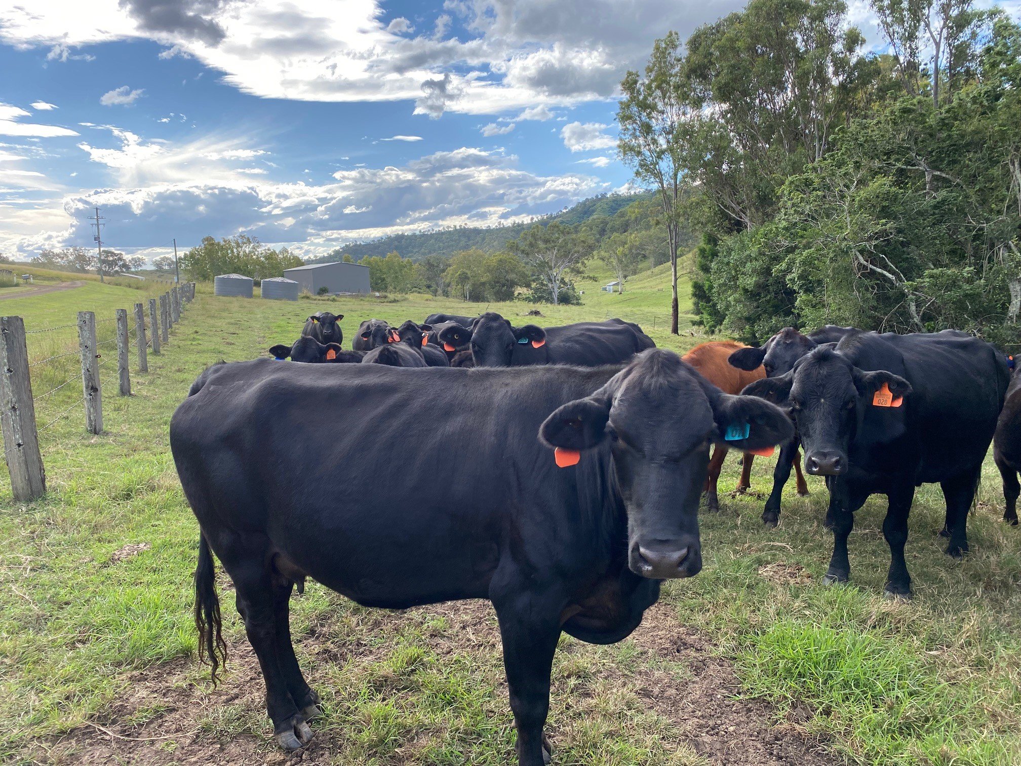 Cattle7.jpg