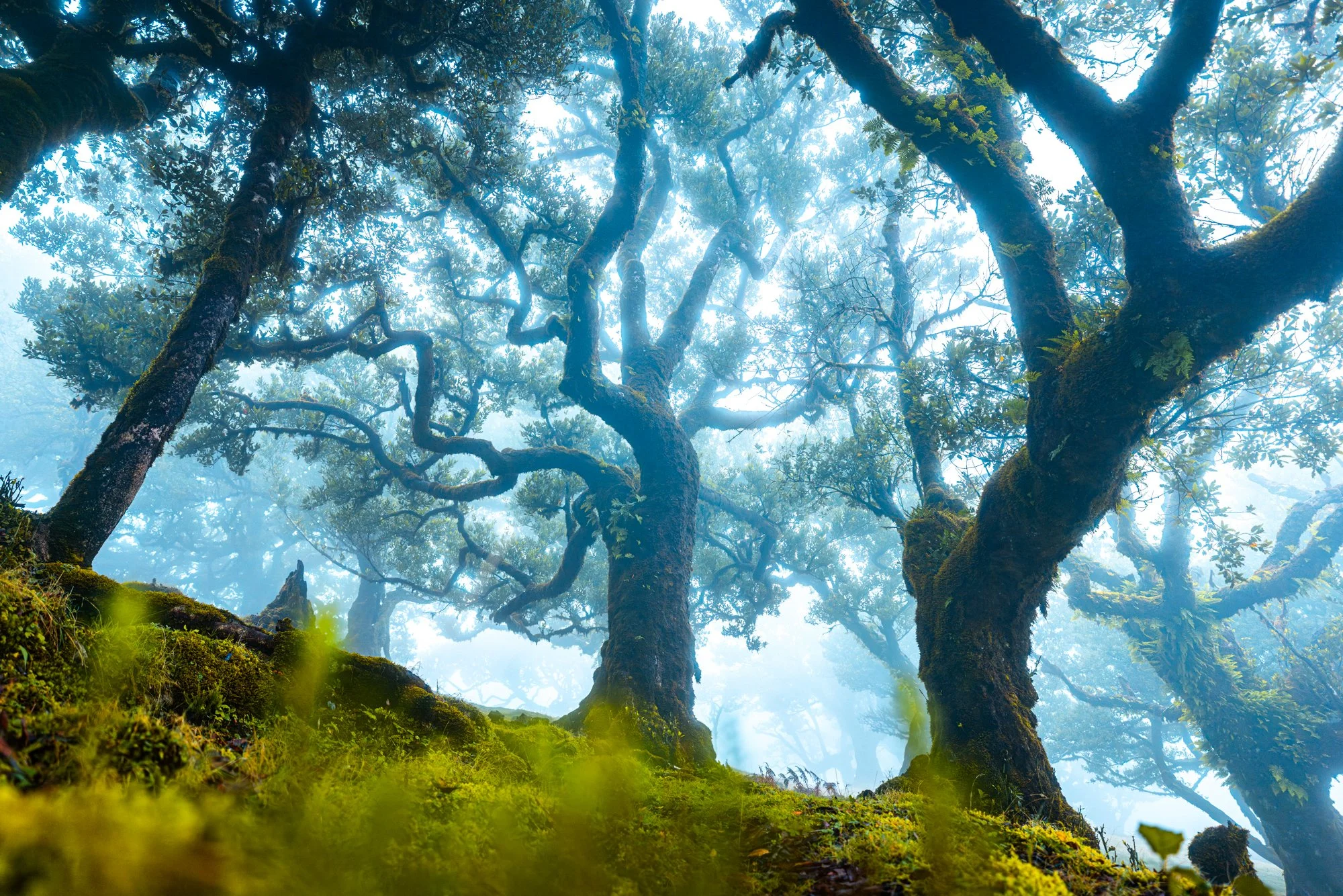 mystical-tree-in-madeira-fanal.jpg