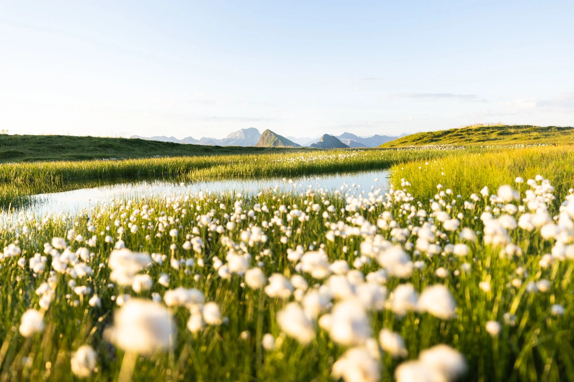 Alpine Cotton Grass by the Pond-2.jpg