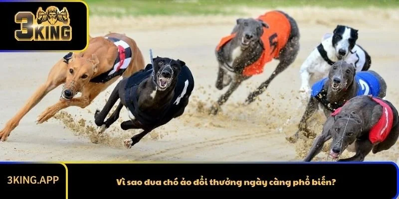 Vì sao đua chó ảo đổi thưởng ngày càng phổ biến?