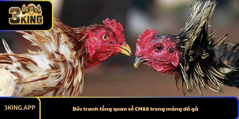Bức tranh tổng quan về CM88 trong mảng đá gà