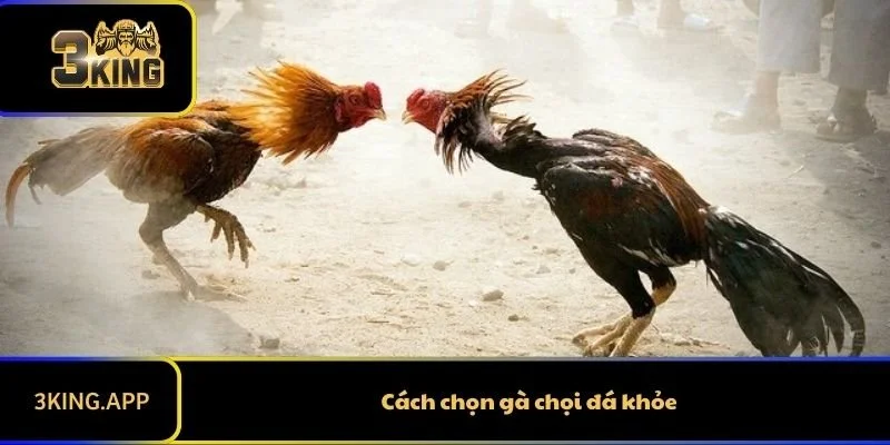 Cách chọn gà chọi đá khỏe chiến thắng mọi trận chiến