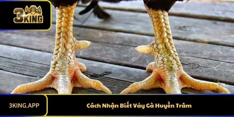 Cách Nhận Biết Vảy Gà Huyền Trâm Cính Xác Nhất