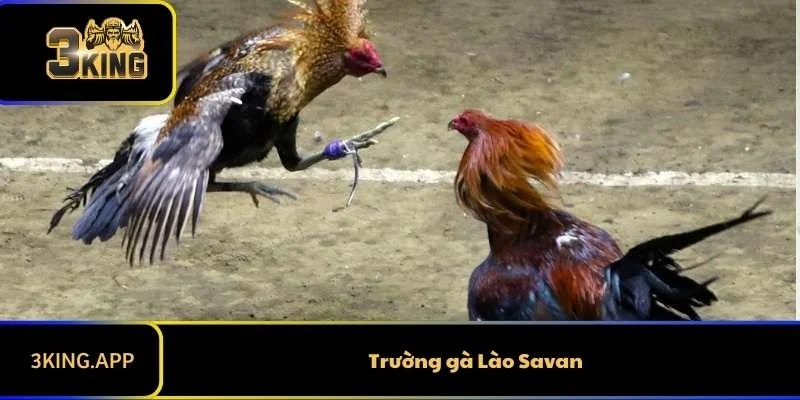 Trường Gà Lào - Nơi Tổ Chức Hàng Loạt Những Trận Đấu Hấp Dẫn