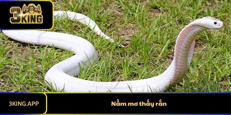 Nằm Mơ Thấy Rắn Và Điềm Báo Dành Cho Lô Thủ