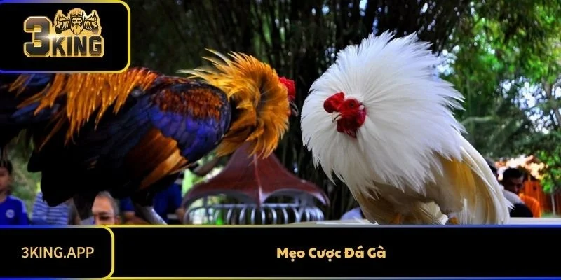 Khám Phá Mẹo Cược Đá Gà Hiệu Quả Từ A Đến Z