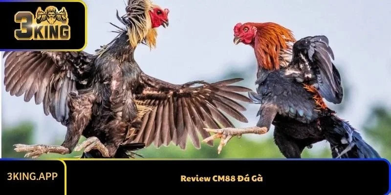 Review CM88 Đá Gà Chi Tiết - Bức Tranh Toàn Cảnh