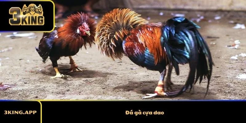 Đá gà cựa dao – Hình thức thi đấu kịch tính thu hút người xem