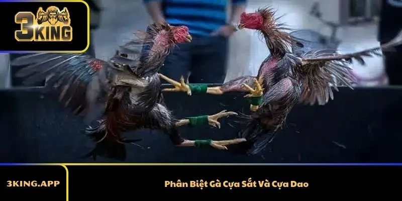 Phân Biệt Gà Cựa Sắt Và Cựa Dao Chi Tiết Nhất Dành Cho Kê Thủ