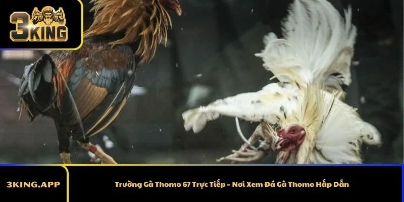Trường Gà Thomo 67 Trực Tiếp – Nơi Xem Đá Gà Thomo Hấp Dẫn