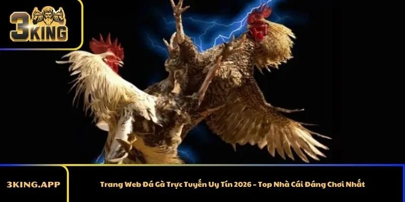 Trang Web Đá Gà Trực Tuyến Uy Tín 2026 – Top Nhà Cái Đáng Chơi Nhất