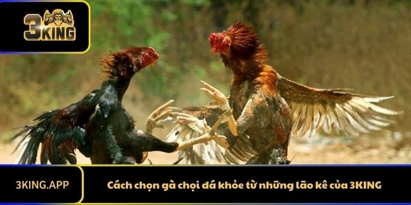 Cách chọn gà chọi đá khỏe từ những lão kê của 3KING