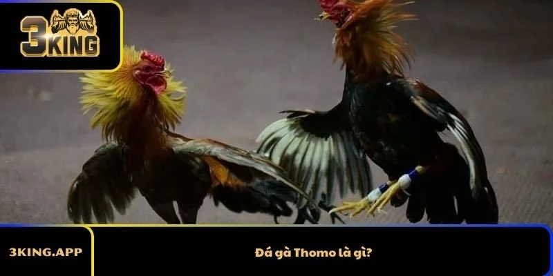 Đá gà Thomo là gì?