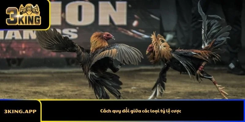 Cách quy đổi giữa các loại tỷ lệ cược