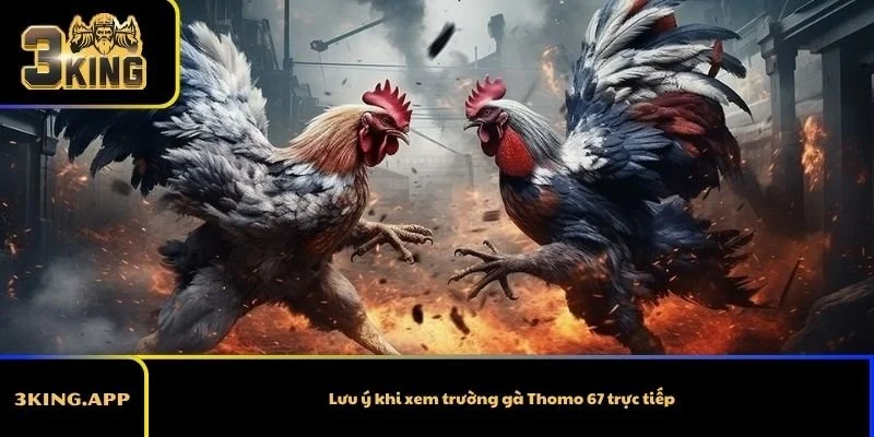 Lưu ý khi xem trường gà Thomo 67 trực tiếp