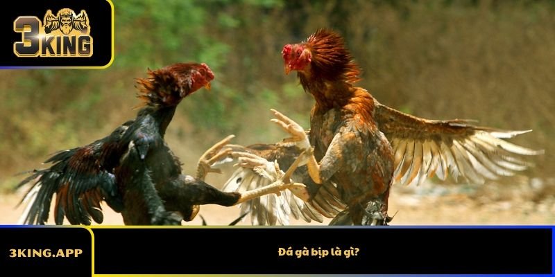 Đá gà bịp là gì?
