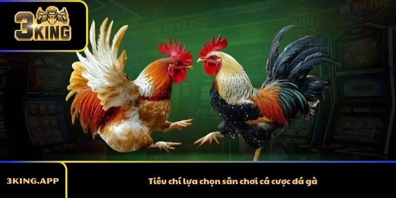 Tiêu chí lựa chọn sân chơi cá cược đá gà