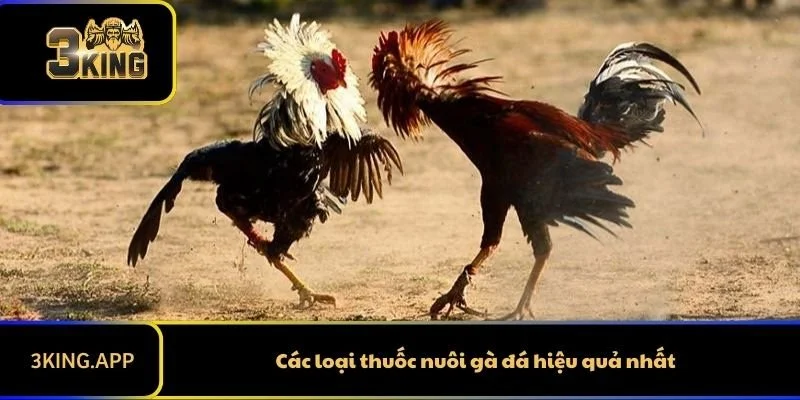 Các loại thuốc nuôi gà đá hiệu quả nhất