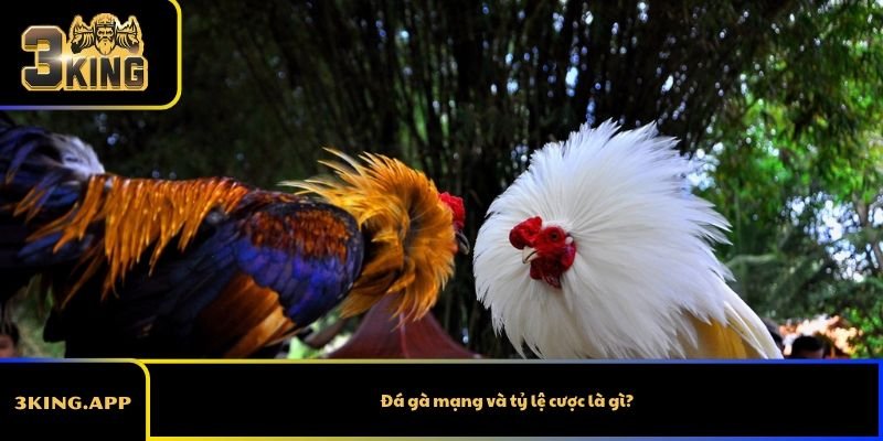 Đá gà mạng và tỷ lệ cược là gì?