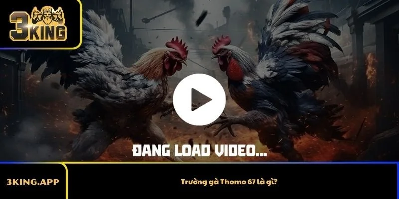 Trường gà Thomo 67 là gì?