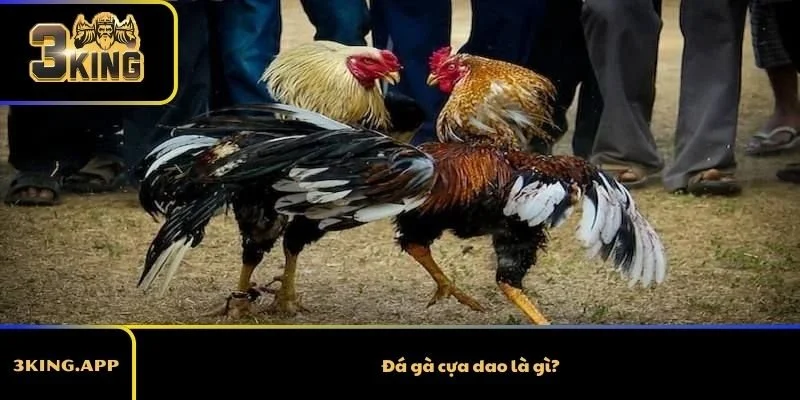 Đá gà cựa dao là gì?