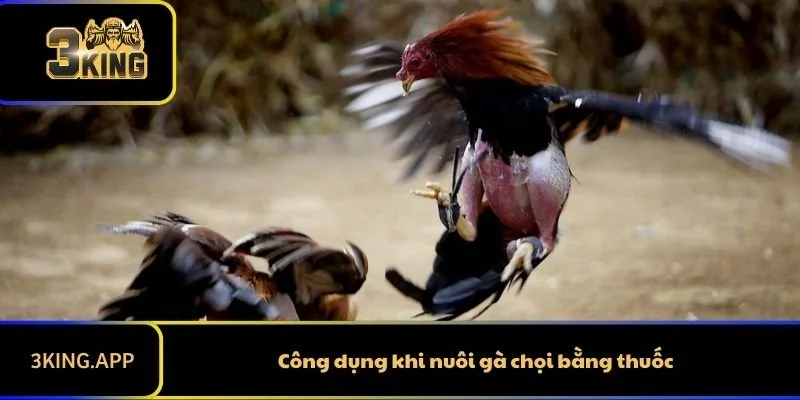 Công dụng khi nuôi gà chọi bằng thuốc