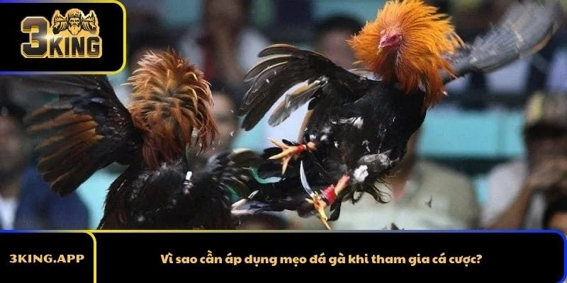 Vì sao cần áp dụng mẹo đá gà khi tham gia cá cược?