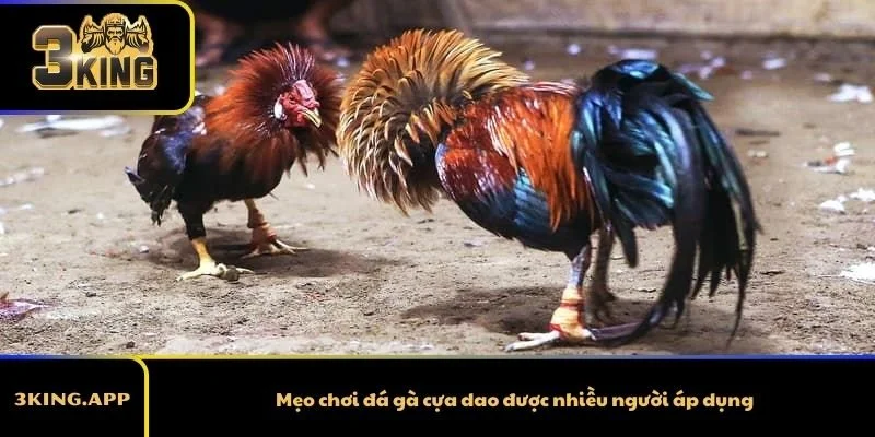 Mẹo chơi đá gà cựa dao được nhiều người áp dụng