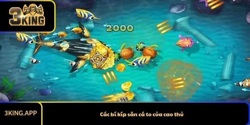 Các bí kíp săn cá to của cao thủ