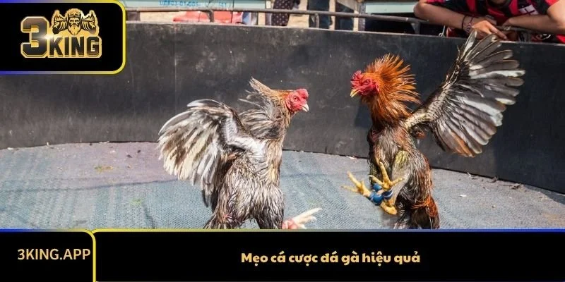 Mẹo cá cược đá gà hiệu quả