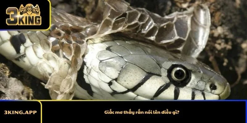 Giấc mơ thấy rắn nói lên điều gì?