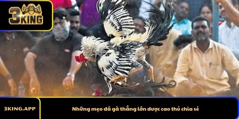 Những mẹo đá gà thắng lớn được cao thủ chia sẻ