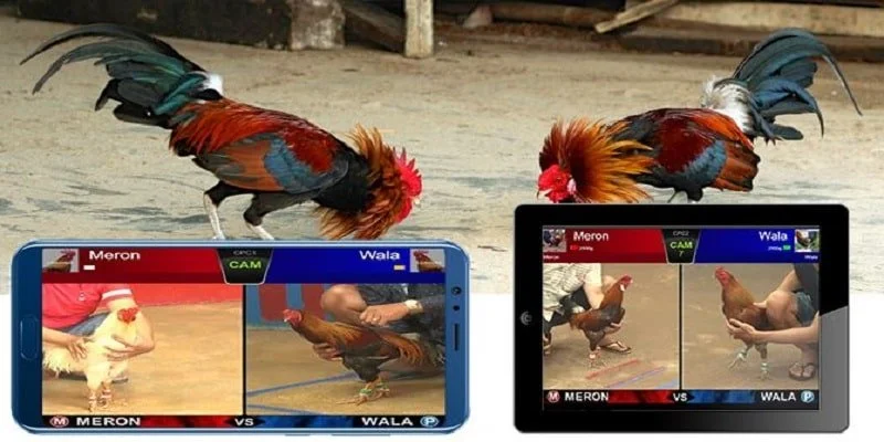 Sơ lược về đá gà trực tuyến