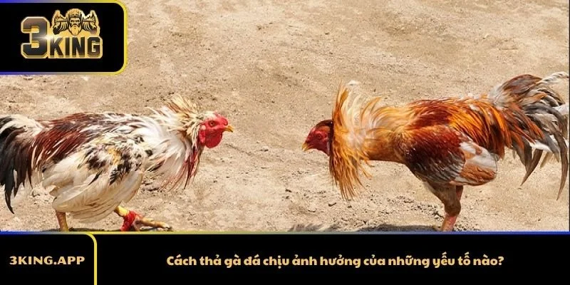 Cách thả gà đá chịu ảnh hưởng của những yếu tố nào?