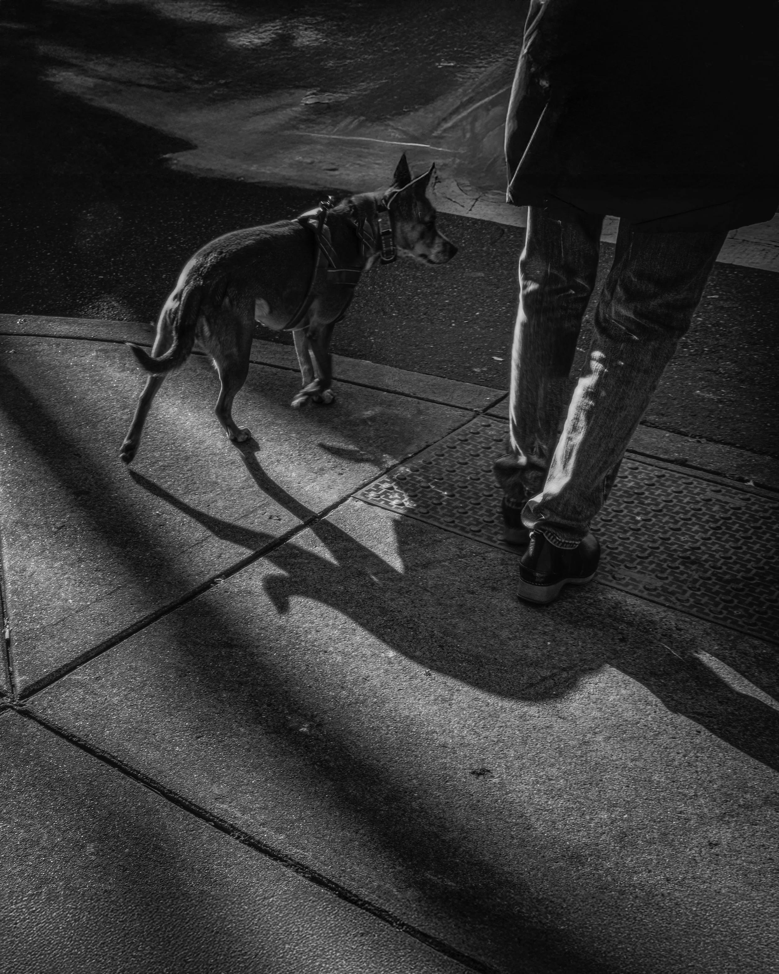 Black and white street photo of a dog on a leash walking beside a person in jeans, their long overlapping shadows stretching across the sunlit sidewalk.