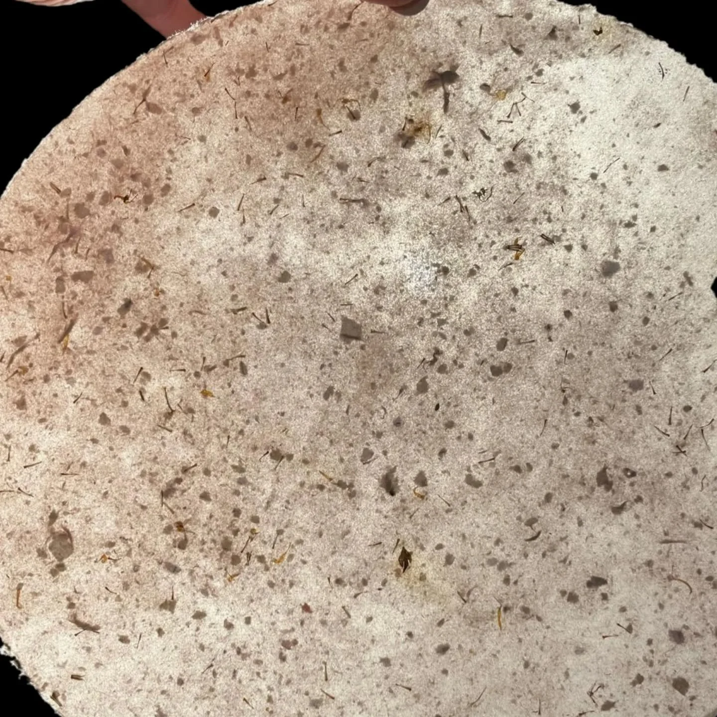 Zarte Versuche mit Blütenpapier🌿