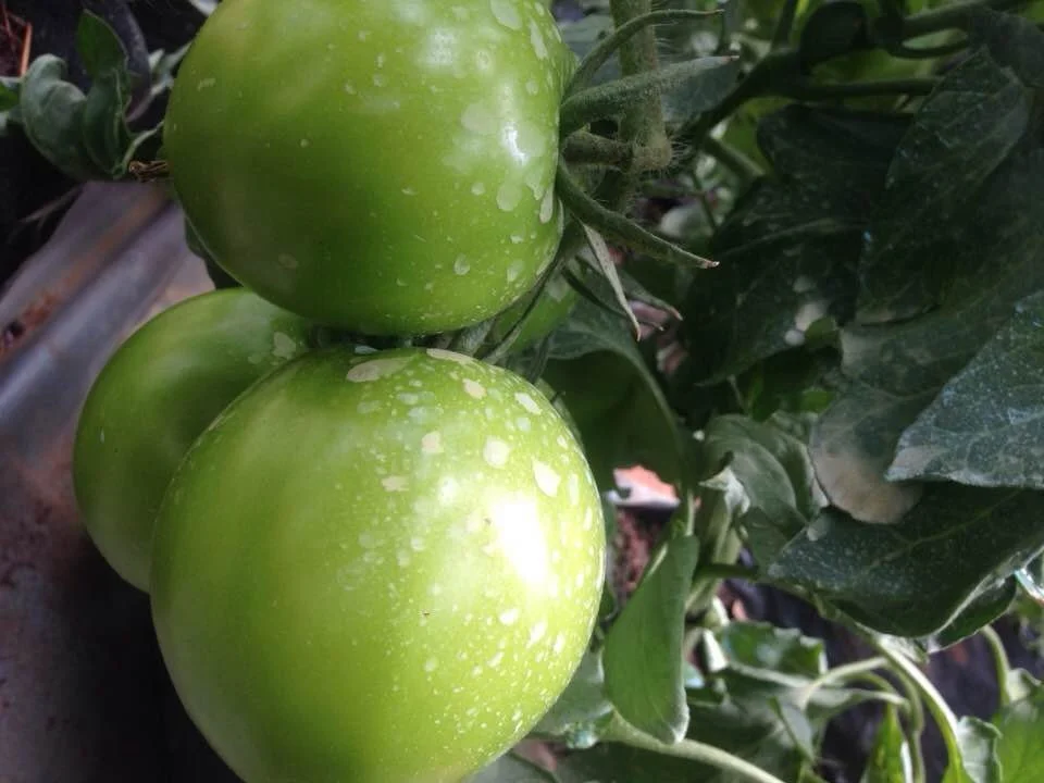 Beautiful - Life Skills Produce to support feeding program and generate  revenue at market .jpg