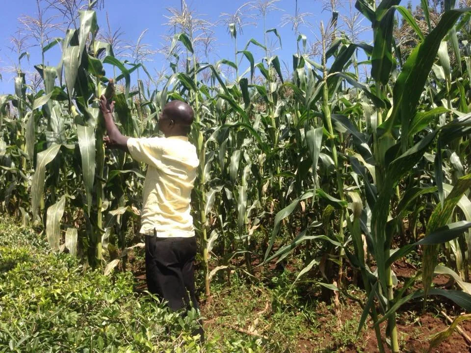 ELISHA inspecting the maize .jpg