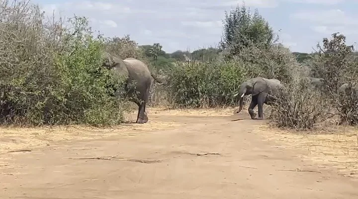 At Peak Expeditions Tanzania, your adventure doesn&rsquo;t end at the summit!
After conquering Mount Kilimanjaro, join us on a journey through Africa&rsquo;s most magnificent game parks, where elephants roam free, lions rule the plains, and every sun