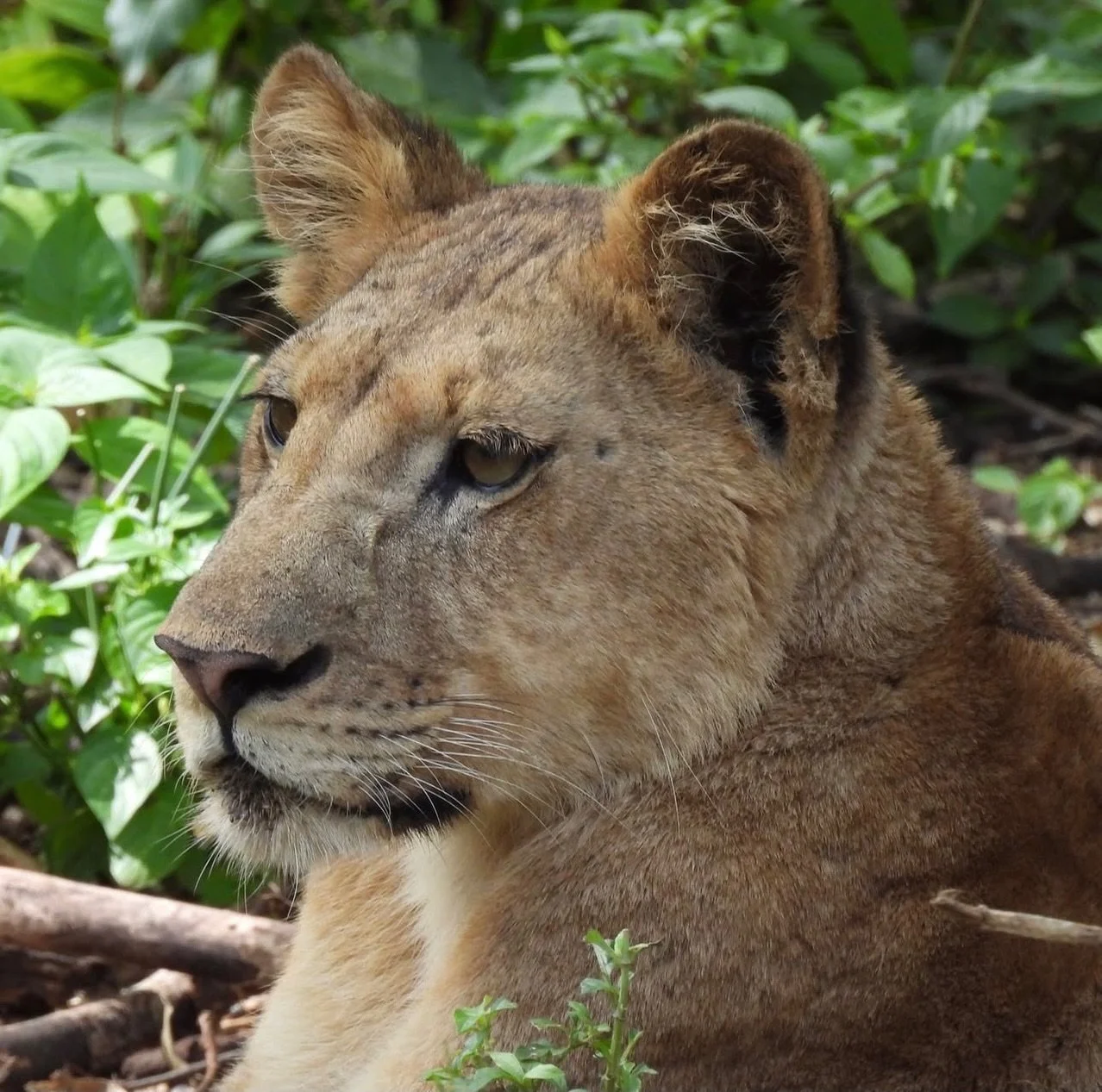 More incredible pictures that our client Ed took on day 1 and day 2 of his safari adventure in lake Mannyara and Manjar Jana yesterday. Totally in their natural habitat and in the wild. This is what Safari adventure is all about. Being up close and p