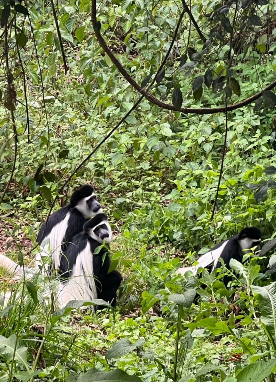 WhatsApp Image 2024-08-22 at 16.46.36.jpeg