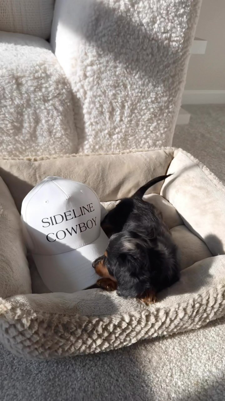 introducing greyson - sideline cowboy’s new chief morale officer πΎππ