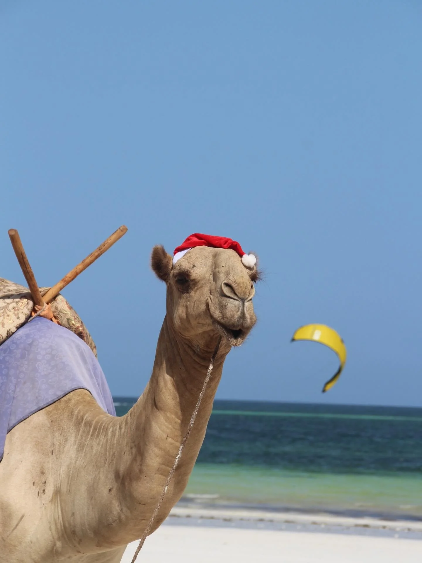 Scenes of good vibes from this festive season 🤙🏽

Thank you to all who&rsquo;ve shared the stoke with us on our playground.

We&rsquo;re open Monday to Sunday, from 9am to 6pm 💨

#H2oExtreme #DianiBeachKenya #ShareTheStoke #KiteSurfingSchool #Trav